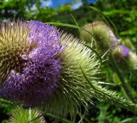 Karde_EdenP_6009atwszz Kopie