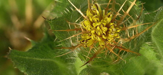 Benediktenkraut © Ernst Frühmann