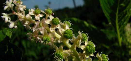 Kermesbeere © Ernst Frühmann