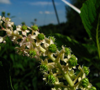 Kermesbeere © Ernst Frühmann