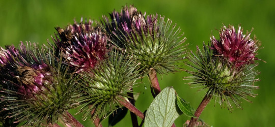 Klette © Ernst Frühmann