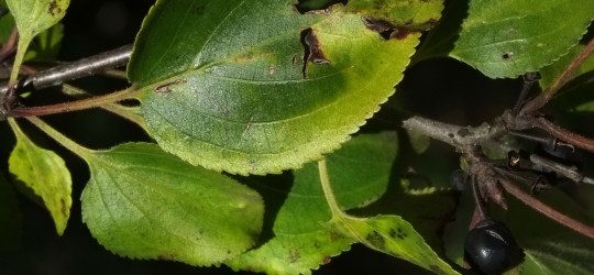 Kreuzdorn © Ernst Frühmann