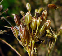 Kümmel © Ernst Frühmann