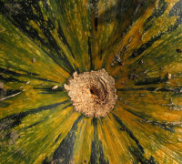 Weichschaliger Steirischer Ölkürbis © Ernst Frühmann