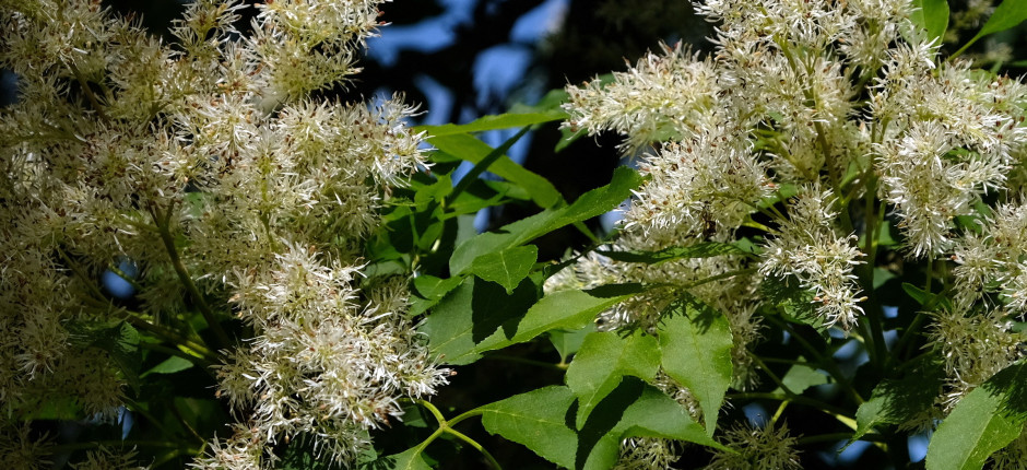 Manna-Esche © Ernst Frühmann