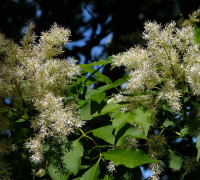 Manna-Esche © Ernst Frühmann