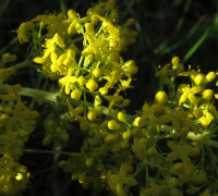 Echtes Labkraut © Ernst Frühmann