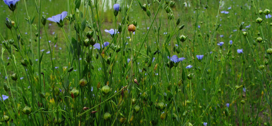 Saat-Leinen oder Flachs © Ernst Frühmann
