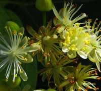 Linde © Ernst Frühmann