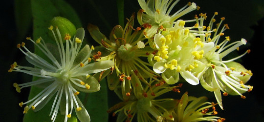 Linde © Ernst Frühmann