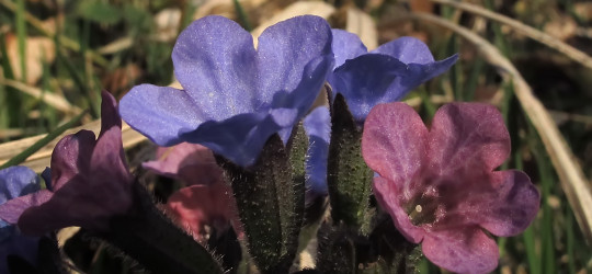 Geflecktes Lungenkraut © Ernst Frühmann