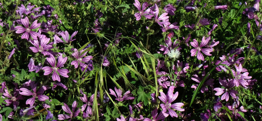 Malve © Ernst Frühmann