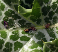 Mariendistel © Ernst Frühmann