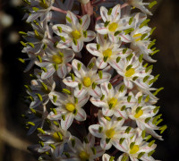 Meerzwiebel © Ernst Frühmann