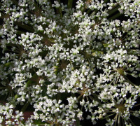 Meisterwurz © Ernst Frühmann