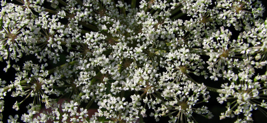 Meisterwurz © Ernst Frühmann