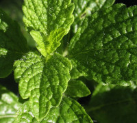 Melisse © Ernst Frühmann