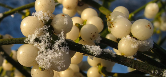 Mistel © Ernst Frühmann