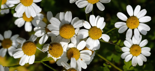 Mutterkraut © Ernst Frühmann