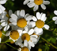 Mutterkraut © Ernst Frühmann