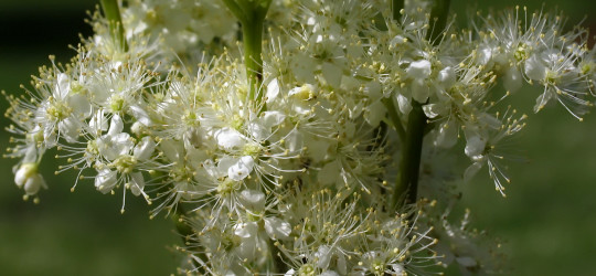 Mädesüß © Ernst Frühmann