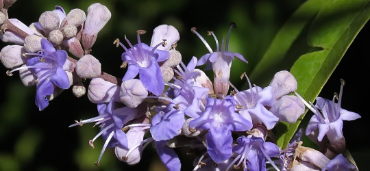 Mönchspfeffer © Ernst Frühmann