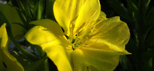 Gemeine Nachkerze © Ernst Frühmann