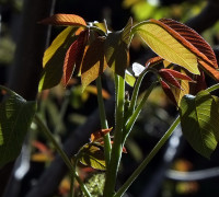 Walnuss © Ernst Frühmann