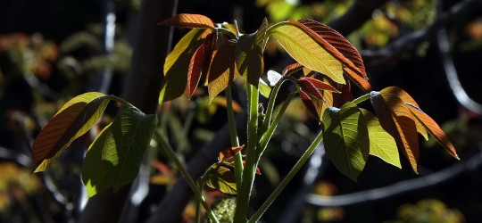 Walnuss © Ernst Frühmann