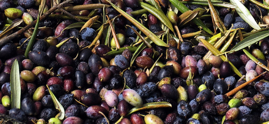 Olivenbaum © Ernst Frühmann