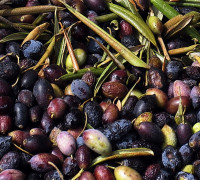 Olivenbaum © Ernst Frühmann