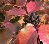 Mahonie © Ernst Frühmann