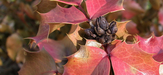 Mahonie © Ernst Frühmann