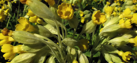 Echte Schlüsselblume © Ernst Frühmann