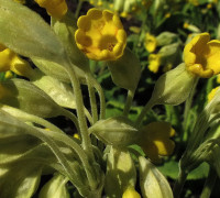 Echte Schlüsselblume © Ernst Frühmann