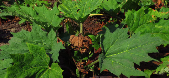 Rhabarber © Ernst Frühmann