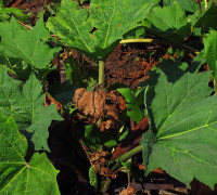 Rhabarber © Ernst Frühmann