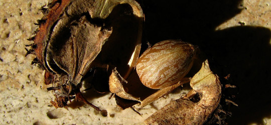 Wunderbaum © Ernst Frühmann