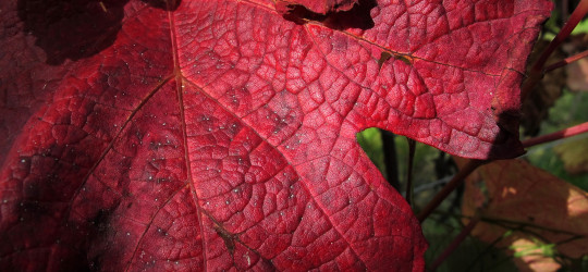 Rotes Weinlaub © Ernst Frühmann