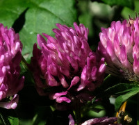 Rotklee © Ernst Frühmann