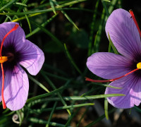 Echter Safran © Ernst Frühmann