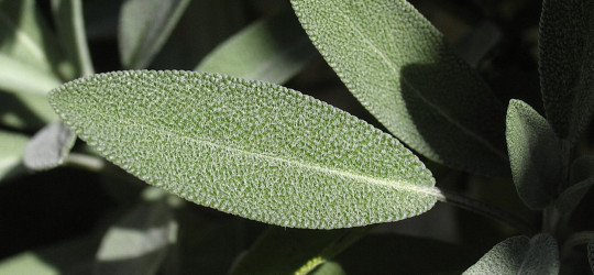 Salbei © Ernst Frühmann