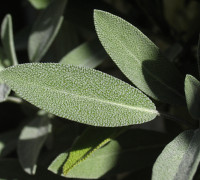 Salbei © Ernst Frühmann