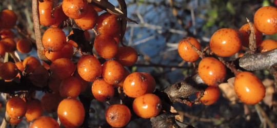 Sanddorn © Ernst Frühmann