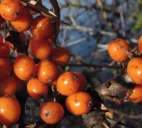 Sanddorn © Ernst Frühmann