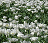 Schlafmohn © Ernst Frühmann