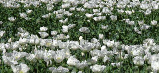 Schlafmohn © Ernst Frühmann