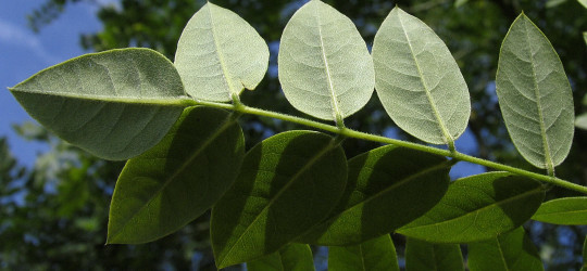 Schnurbaum © Ernst Frühmann