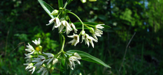 Schwalbenwurz © Ernst Frühmann