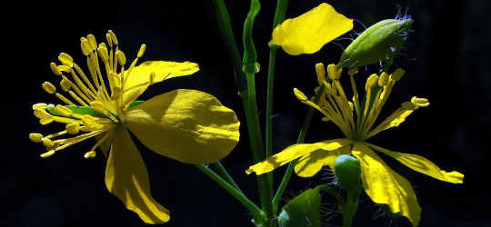 Schöllkraut © Ernst Frühmann